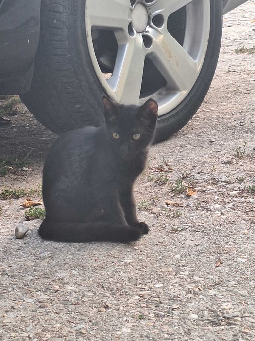 2 pisici negre pentru adopție