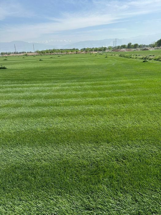 Рулонный готовый газон.