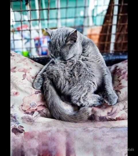Кошки, коты  в ответственные руки