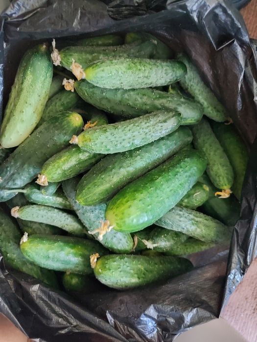 Продам дачные огурцы