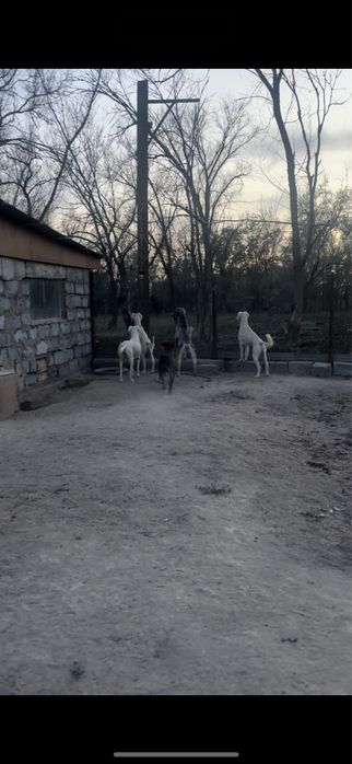 Тазылар сатылады