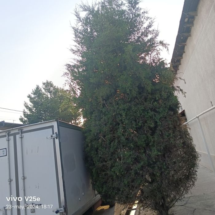 Archa va mevali daraxtlar ekamiz, davolaymiz, manzarali shakilga kelti