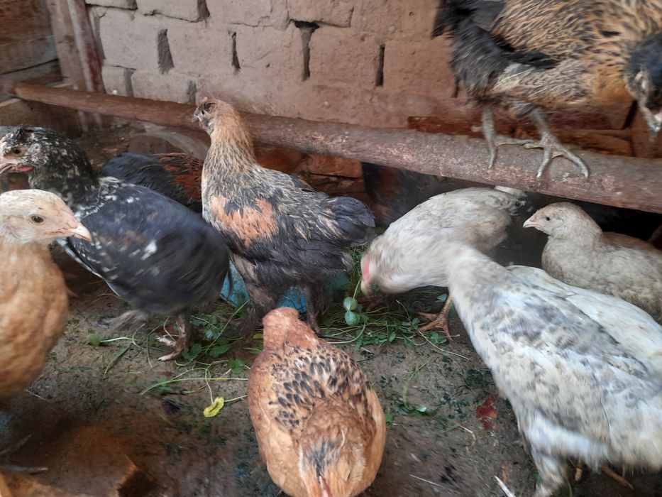 Товук хуроз сотилади