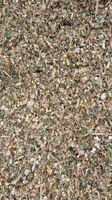 Царевичен силаж 2025