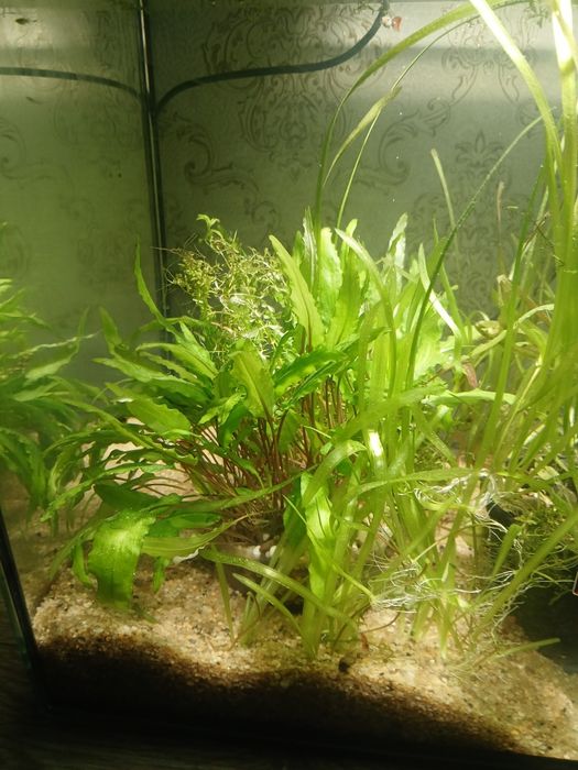 Криптокорина остались 2 шт по 2000 тг