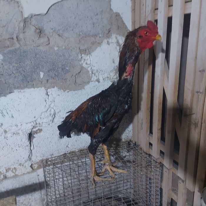 Шолпан туляк 2год крупный 5кг