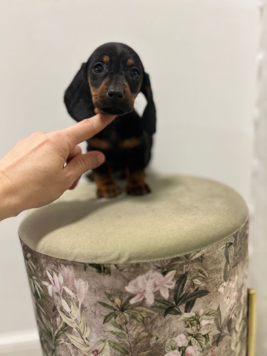 Teckel miniatura din parinti cu Pedigree FCI