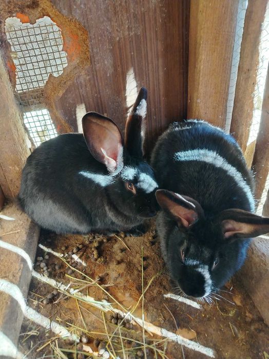 Продавам зайчета