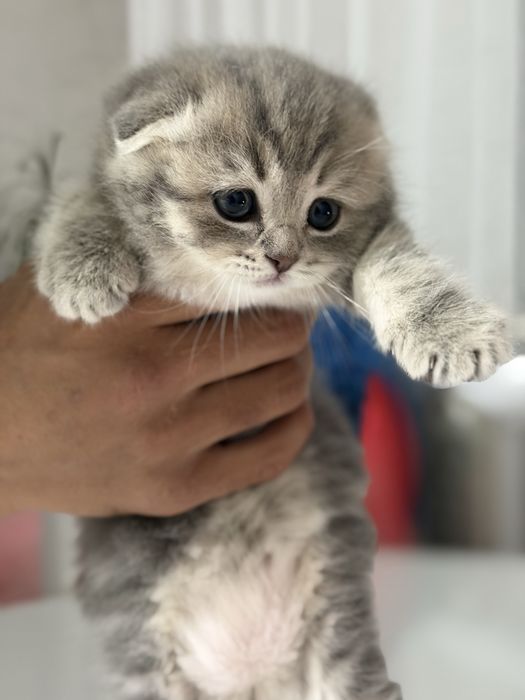 Шотландские котята