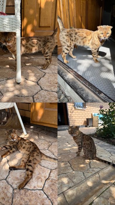 Шотландский кот, окрас бенгала
