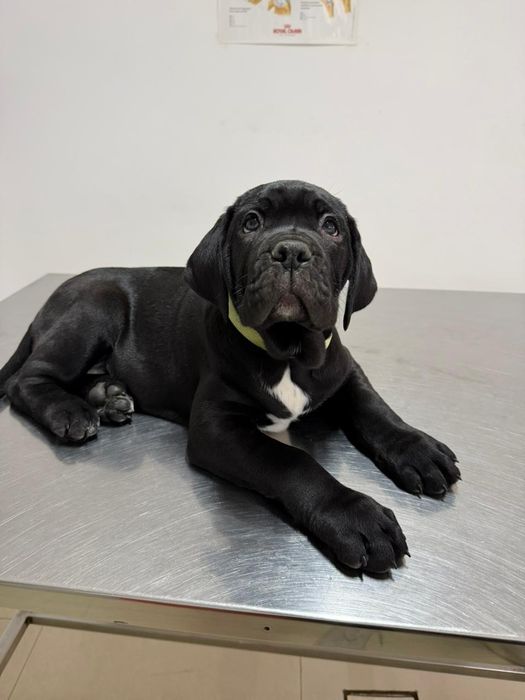 Cane Corso cu pedigree FCI