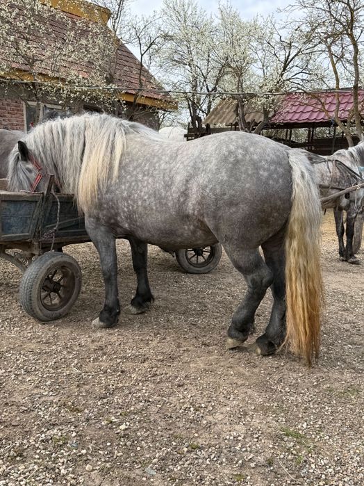 Mânză Sura de Vânzare