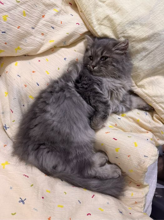 Домашняя принцесса