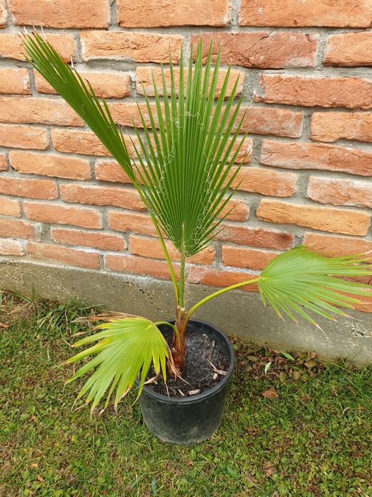 Palmier Washingtonia