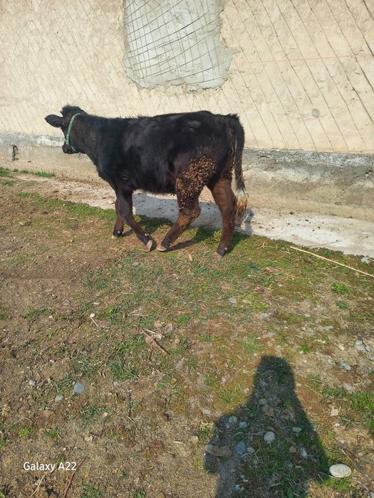 Продаётся тёлочка