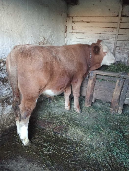 Vitei de vanzare Faurei • OLX.ro