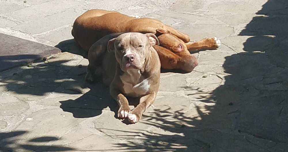 Американски питбул териер ,,Ред ноус''(American pitbull terrier Red nose)