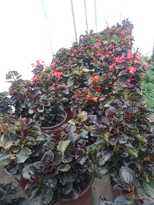 Комнатные цветы !!