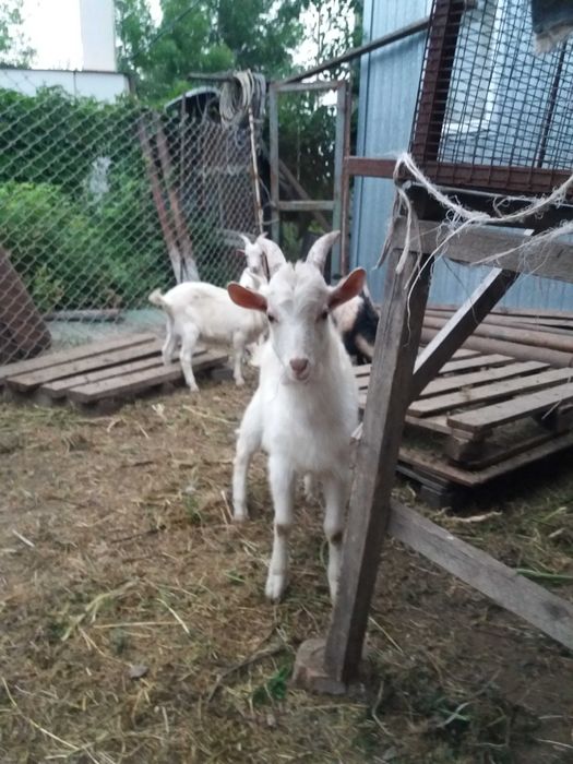 Продаются  козлята