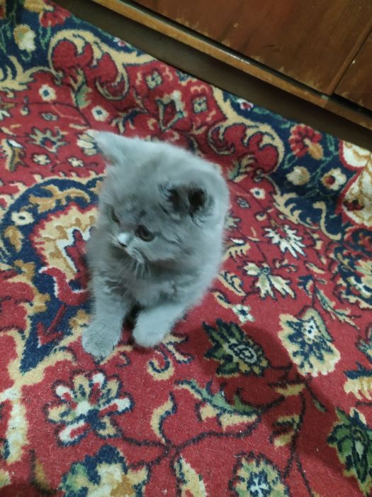 Британиский страйт три