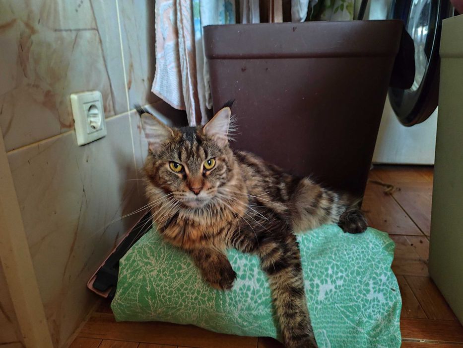 котята породы Мейн кун