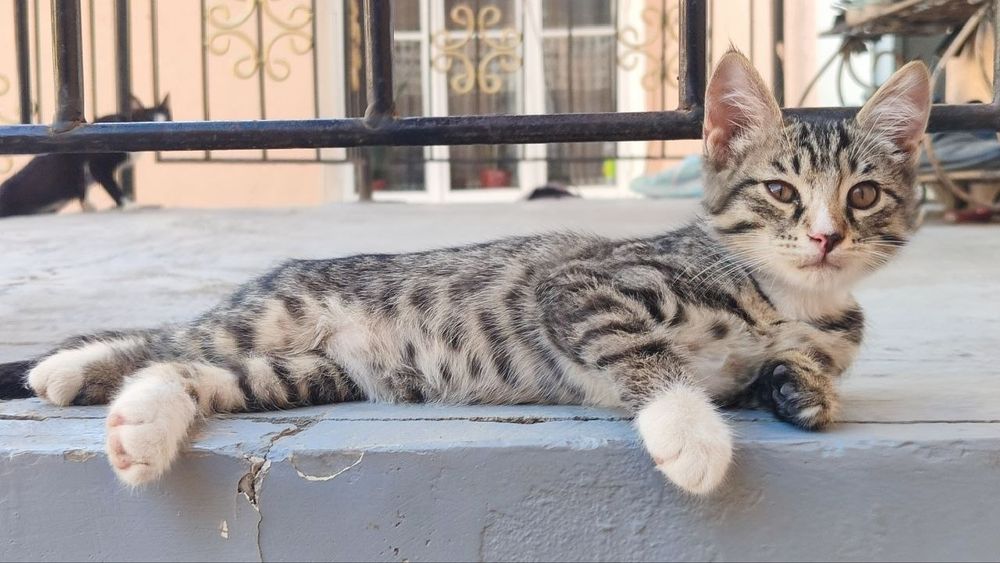 3 ta mushuk bolasi dostafka tekin