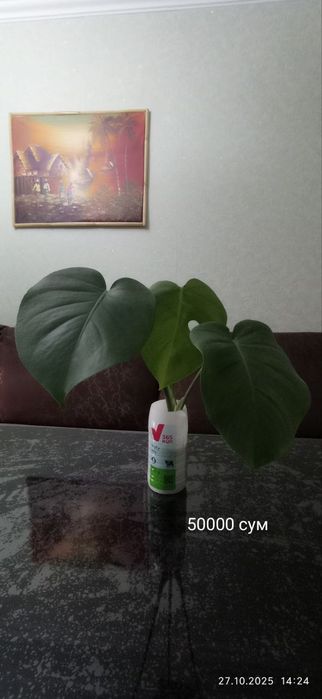 Комнатные растения