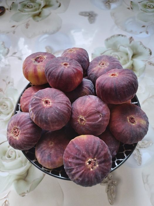 Укоренённые черенки инжира