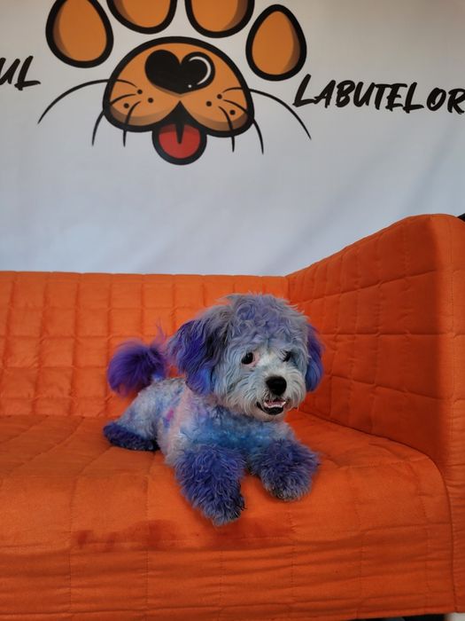 Pet Sitter/Cazare Câini