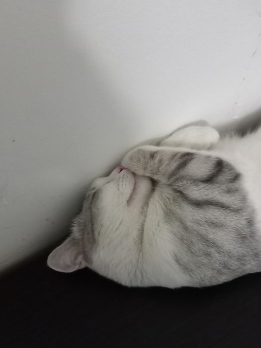 Отдам котика в добрые руки.