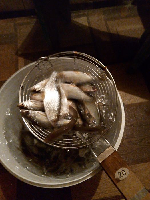 Сорга Малек среднего размера живец на щуку