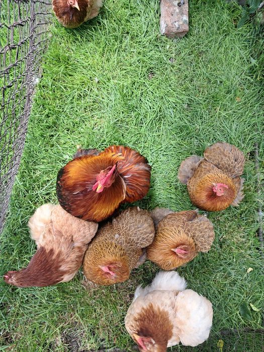 Cochinchina pitic