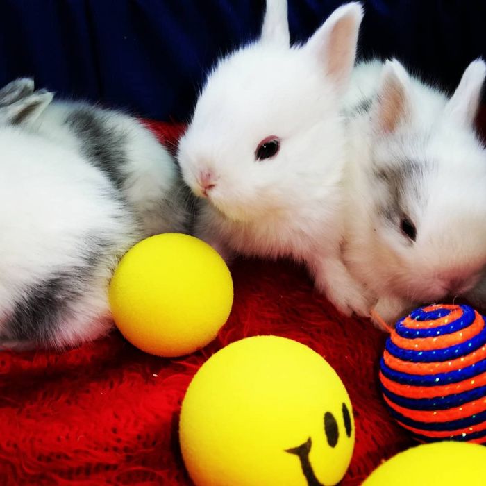 Новое поступление Декоративный Плюшевый Кролик