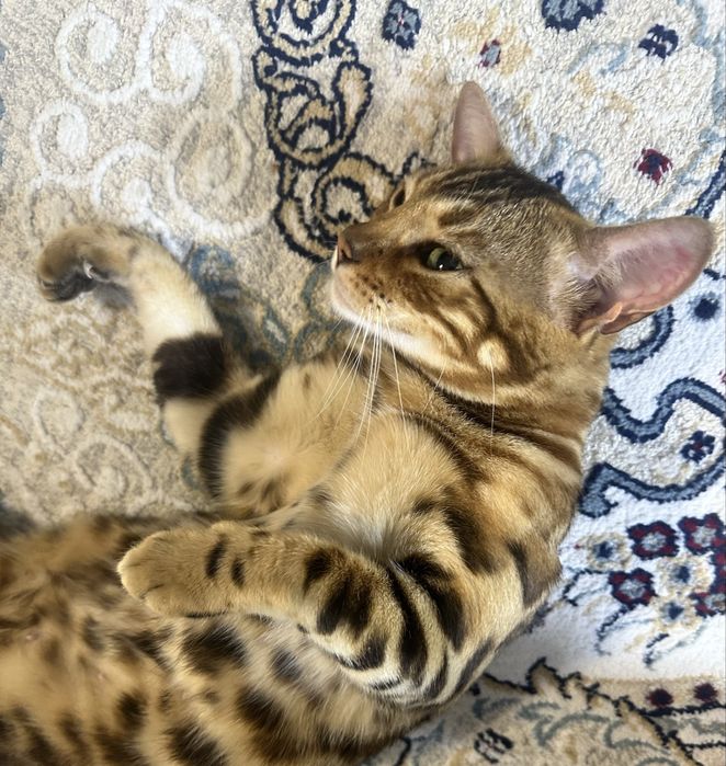 Продам бенгальскую кошку СРОЧНО