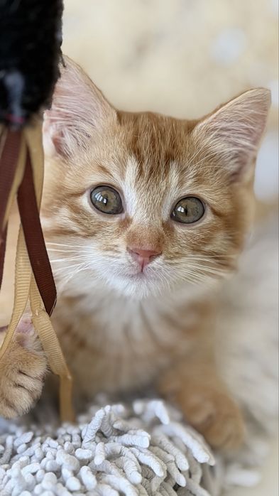 Котенок, мальчик, 3 месяца