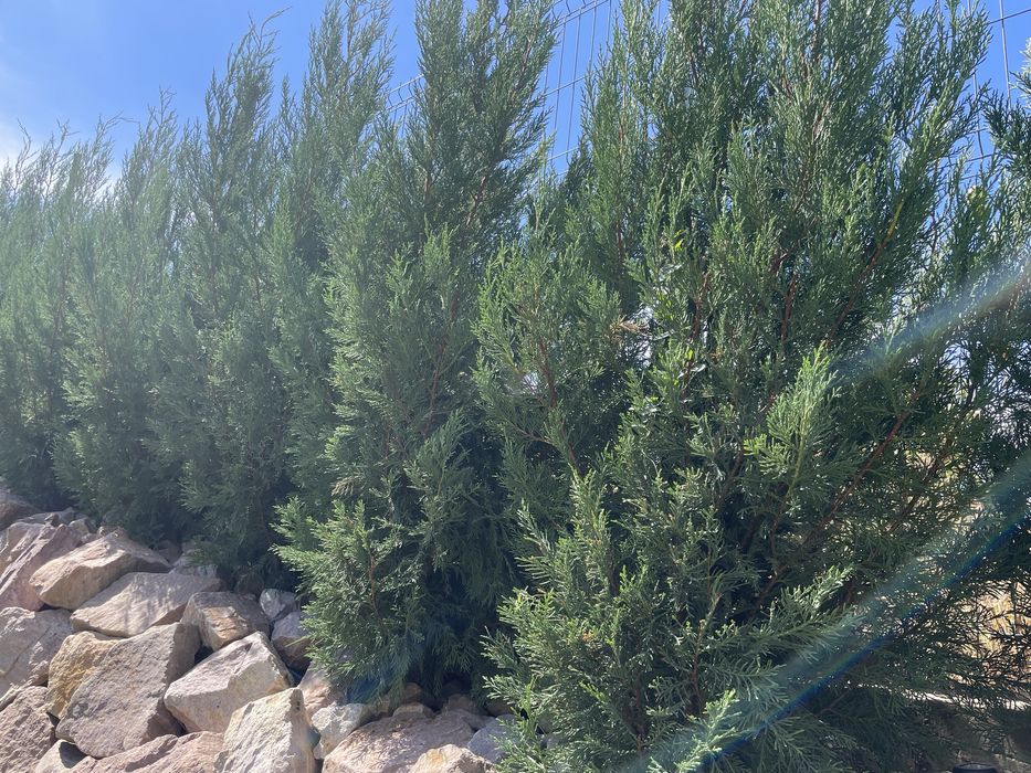 Leylandii 10–15 cm – răsaduri gard viu – de la 4 lei/buc.