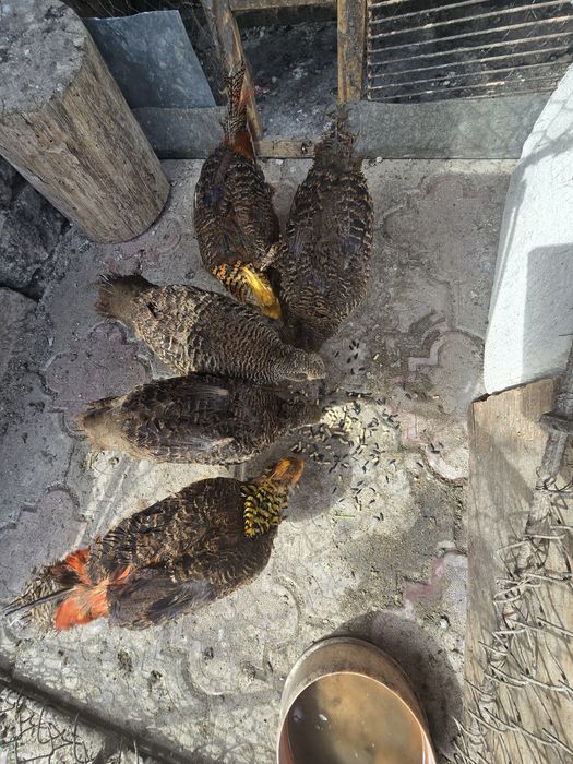 Vand fazani de anul trecut ! Si oua de fazan 10 lei bucata !