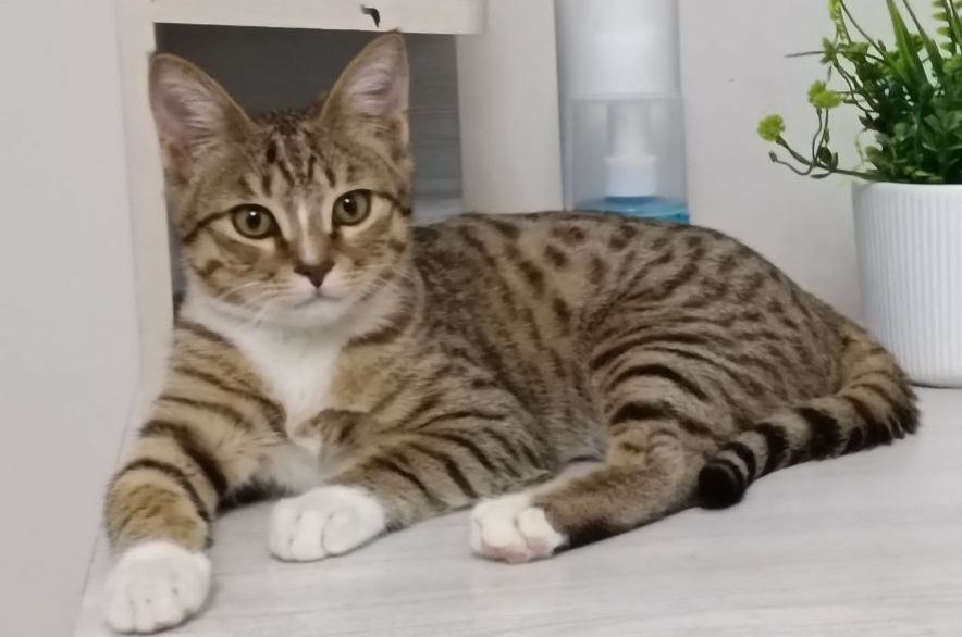 Домашняя кошка 6 месяцев