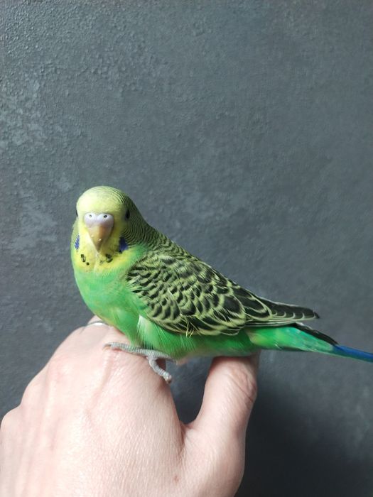 Птенцы Волнистики