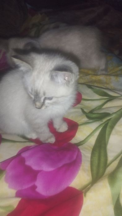 Парода кошка регдолл