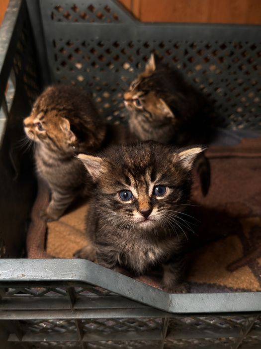 Продам котов красивые
