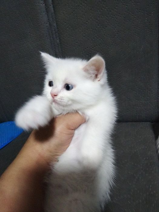 Продаются породистые котята 3 штуки