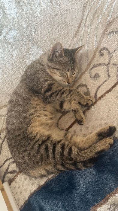 Отдам котёнка в хорошие руки