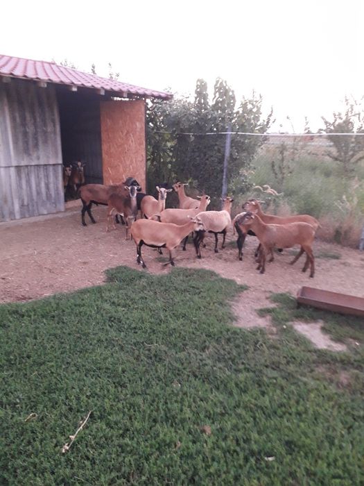 Oi  camerun de vânzare