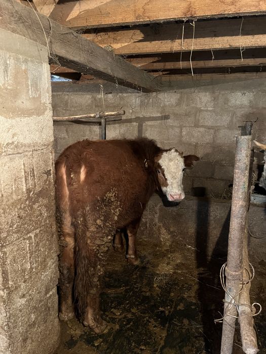 5 бас бычок 690 000