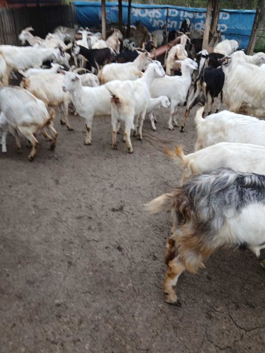 Capre de vanzare (30-35) Sunati pentru detalii.