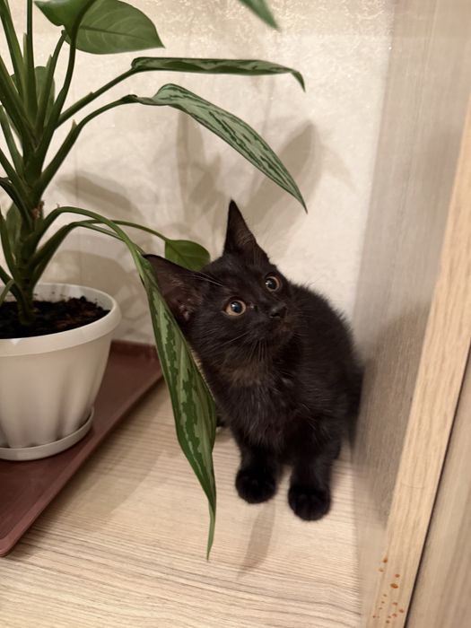 Милые, ласковые котята