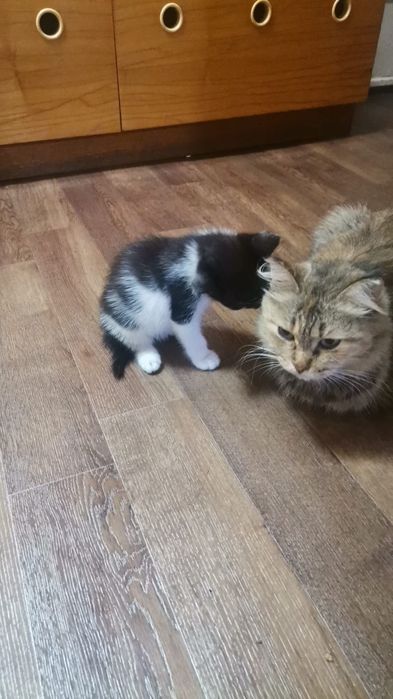 Отдам котят в добрые руки