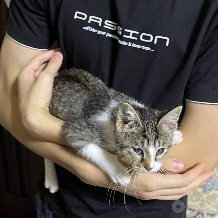 Кошечка 3-х месячная