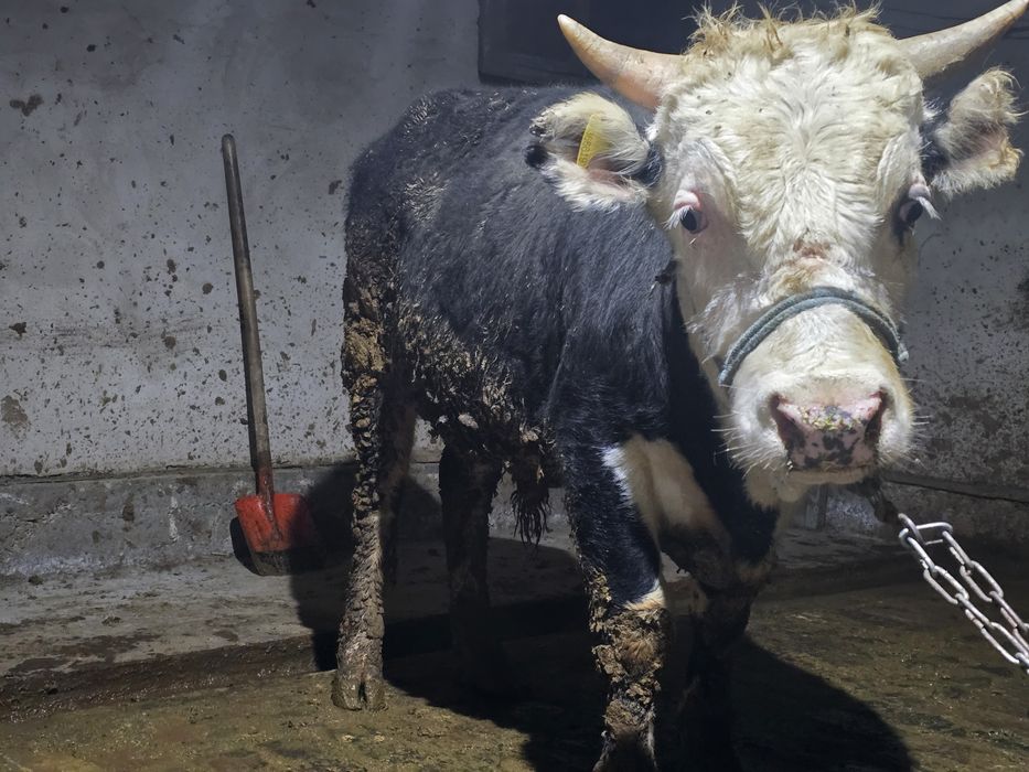 Бордақы бұқалар сатылады